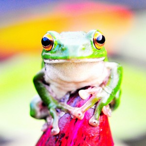 Jumping Jobs Frog